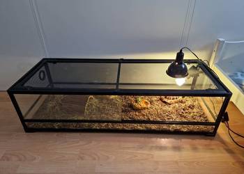 Żółw + terrarium (grecki, testudo hermanni)
