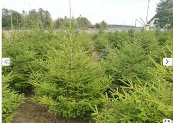 Sprzedam - Choinki / Świerk / Zwykły / Srebrny / Żywopłot / Maskowanie