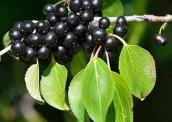 SZAKŁAK POSPOLITY Rhamnus catharticus NASIONA 7000 sztuk - 100g.