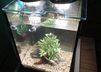 Akwarium kostka 10l. Toruń