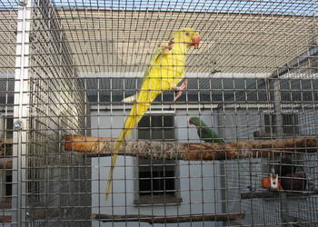 Aleksandretty Większe