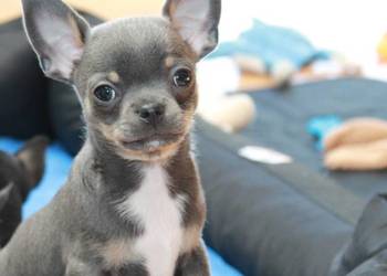 ZAREZERWOWANY! Chihuahua błękitny krótkowłosy chłopiec ZKwP FCI