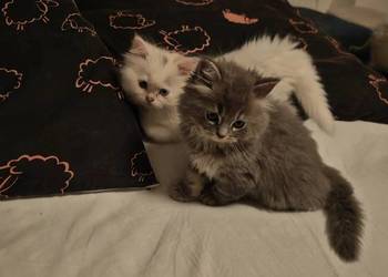 Pers Persy kot kotki Pers Persy kot kotki