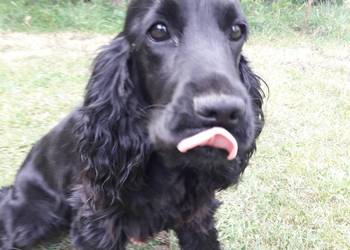 Cocker Spaniel Angielski sunia