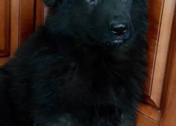 Owczarek niemiecki długowłosy potężne szczeniaki czarne i czarno podpalane