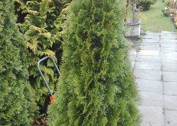 Thuja Smaragd 200-220 cm Szkółka roślin- Producent!!