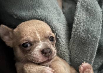 Chihuahua piękne szczenięta krotkowlose