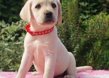 Labrador Retriever ZKwP/FCI Szczenię suczka Gotowa zmienić domek