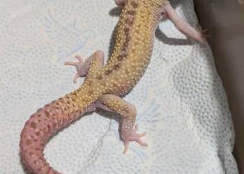 Eublefar lamparci samiec