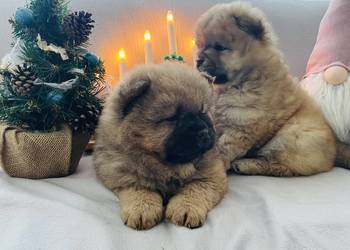 Przeurocza suczka Chow chow