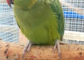 Sprzedam parę aleksandretty obrożnej lacewing i zielony szek