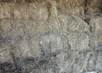 Siano kostka mała świeże tegoroczne