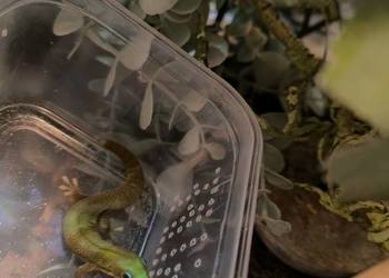 Felsuma złocista/ gruboogonowa