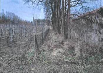 Syndyk masy upadłości sprzeda działkę – Szczęsna, gm. Grójec