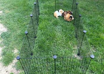 Wybieg dla królika kojec klatka modułowa metalowa siatka