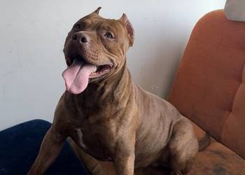 Pitbull Rednose Reproduktor