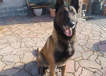 REPRODUKTOR Owczarek Belgijski Malinois