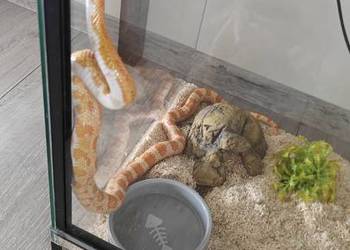 Wąż zbożowy+terrarium z wyposażeniem