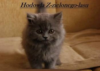 Kotka   Brytyjska dlugowłosa