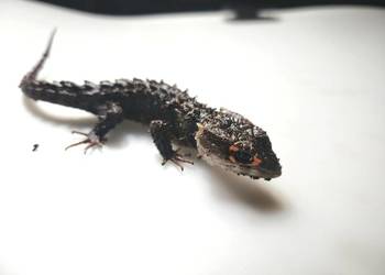 PARKA! Scynk krokodylowy Tribolonotus gracilis jaszczurka gady sklep