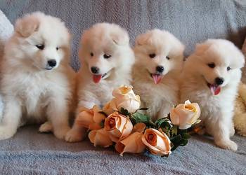 Samoyed/ Samojed szczenięta
