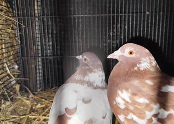 Gołebie gołębie  polecam