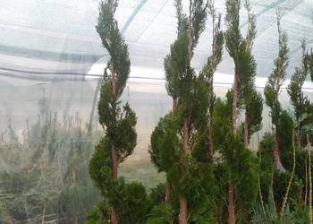 żywotnik zachodni Thuja occidentalis 'Smaragd' spirala