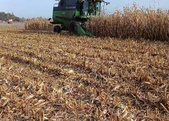 Koszenie kukurydzy na ziarno