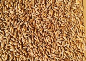 sprzedam ziemniaki pszenicę owies jęczmień i kukuryd  transport gratis