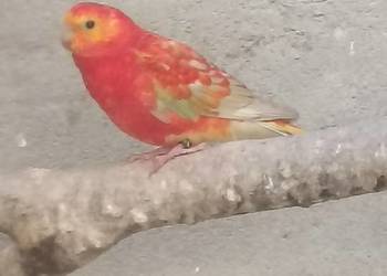 Świergotka świergotki