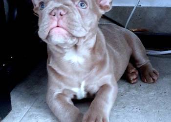 Buldog francuski pies isabella