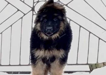 Owczarek niemiecki długowłosy potężne szczeniaki pieski i suczki