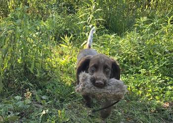 Polski Spaniel Myśliwski szczenię HARRY