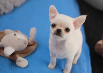 Chihuahua ZKwP FCI prawdziwy rodowód!