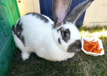 Króliki hodowlane samice