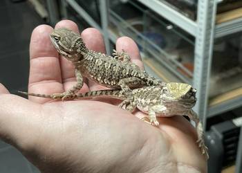 agama karłowat w Gliwicach