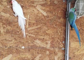 Aleksandretty obrożne - para 2021r