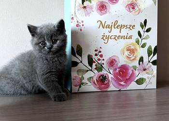 Kotka Brytyjska będzie gotowa do odbioru 15 Sierpnia