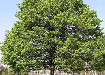 KLON POSPOLITY Acer platanoides - NASIONA 500 sztuk - 100g.