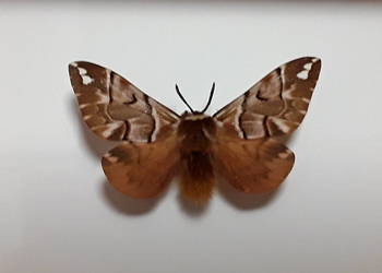 Motyl w ramce 12 x 10 cm . Endromis versicolora .