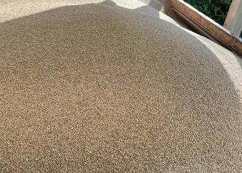 Pszenica ozima pallas