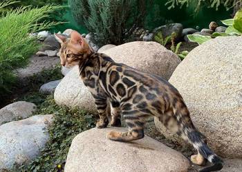 Kocurek Bengalski w opcji Hodowlanej Rodowód