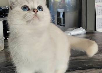 Kocurek srebrny point.