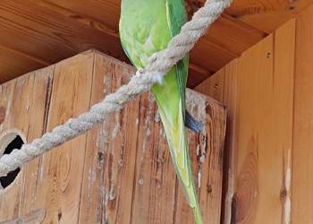 Papugi rozella / aleksandretty