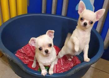 Chihuahua śliczne pieski biale I kremowe