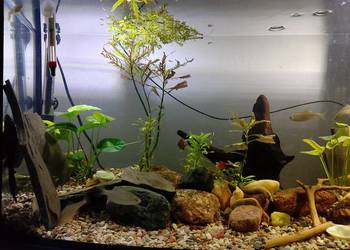 Narybek. Gupik/Molinezja