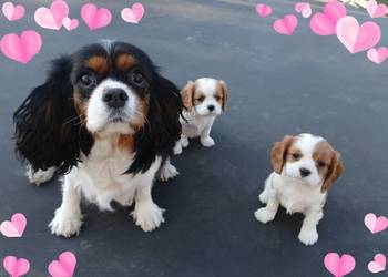 szczenięta cavalier k. ch. spaniel SUCZKA mała