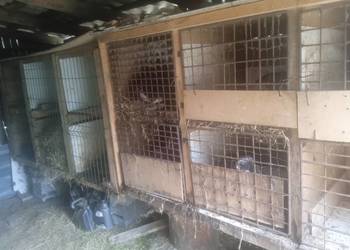 2 duże piętrowe klatki z królikami rasy baran francuski 14 sztuk 2 duże piętrowe klatki z królikami rasy baran francuski 14 sztuk