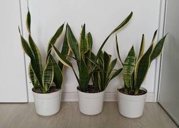 Sansewieria Futura Superba Sansevieria 57 cm