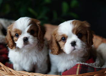 Szczenięta Cavalier King Charles Spaniel
